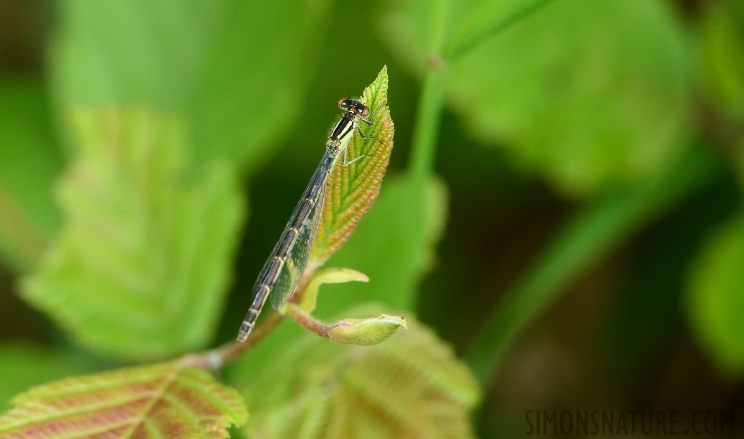 Ischnura posita [400 mm, 1/500 Sek. bei f / 9.0, ISO 1000]